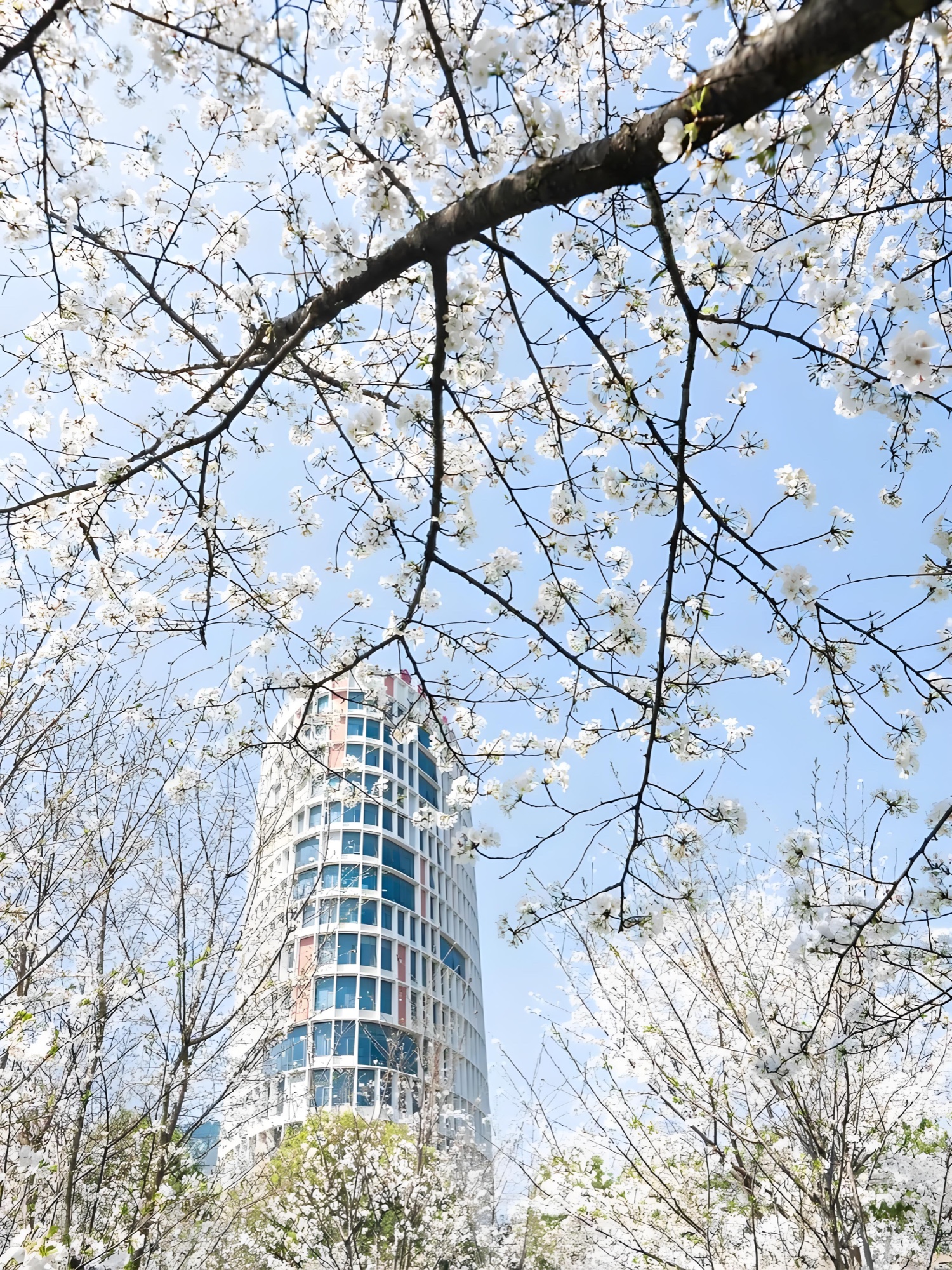 校园树木与建筑